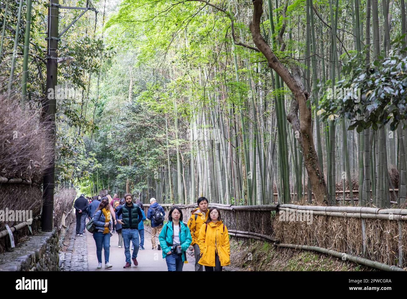 Arashiyama Bamboo Forest, avril 2023, les touristes marchant à travers la célèbre bambous grove, Kyoto, Japon, Asie Banque D'Images