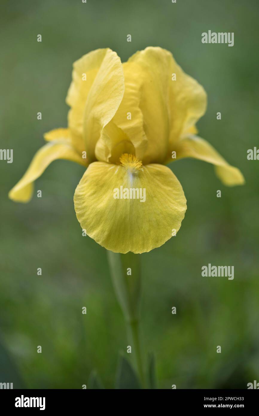 Iris nain (Iris barbata Nana), Emsland, Basse-Saxe, Allemagne Banque D'Images