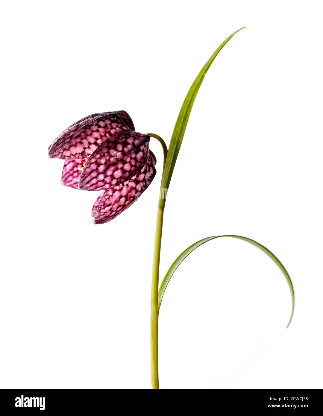 Gros plan de fleurs de violet d'beautifil sur fond blanc (Fritilaria meleagris) Banque D'Images