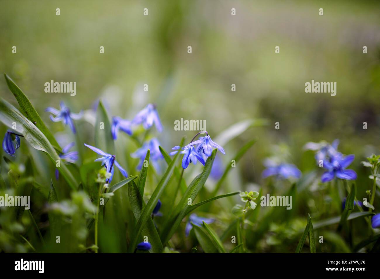 Groupe de Scilla bleu fleurs au début du printemps le temps Banque D'Images