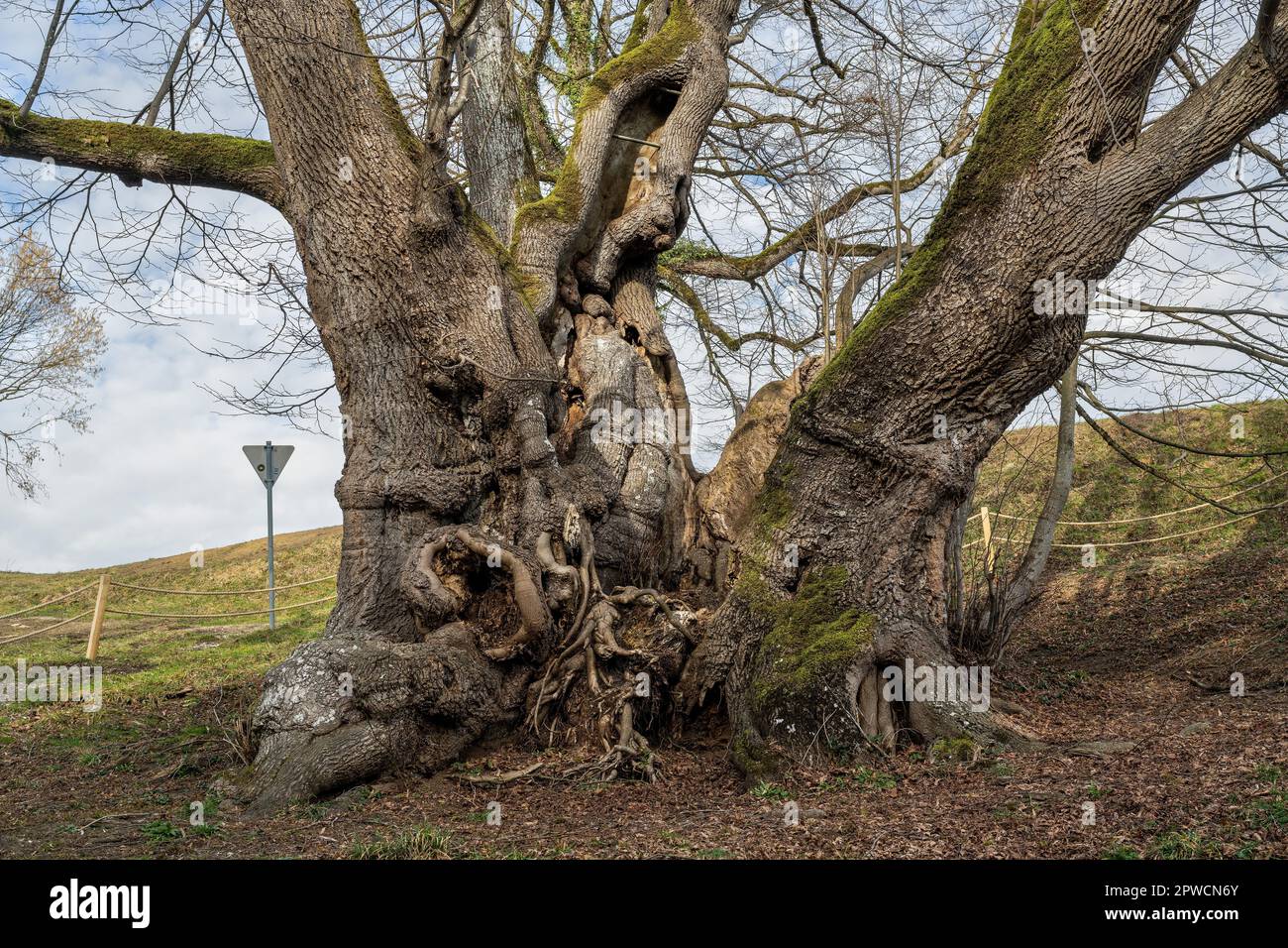 Tassilolinde, jeune homme de mille ans, lime à petits feuilles (Tilia cordata), Wessobrunn, Pfaffenwinkel, haute-Bavière, Bavière, Allemagne Banque D'Images