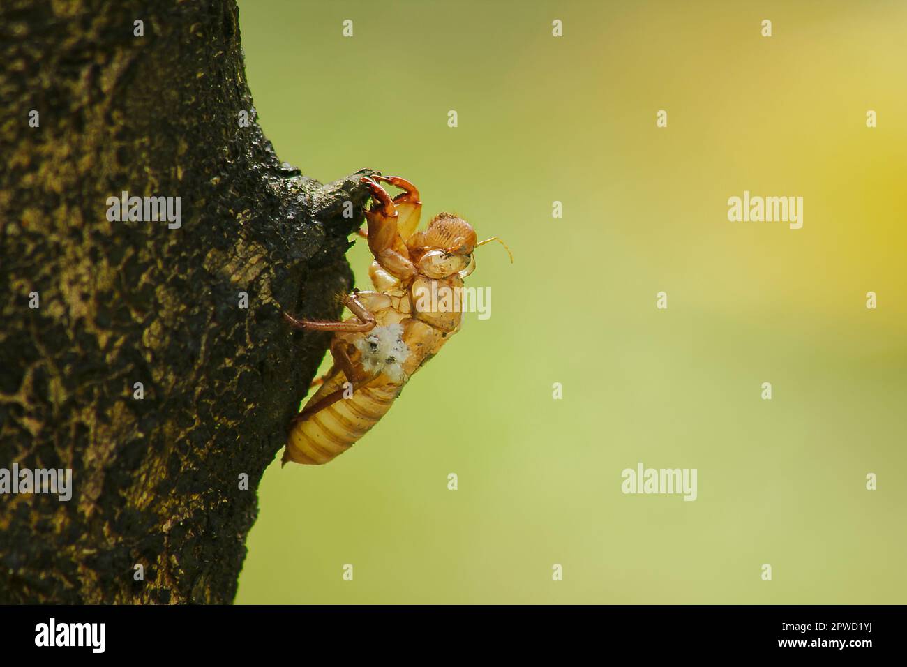La peau de Cicada sur l'arbre C'est le cycle de ce cycle qu'il a commencé à reproduire, pondre des œufs, esquiver dans le sous-sol. Et est venu mue Banque D'Images