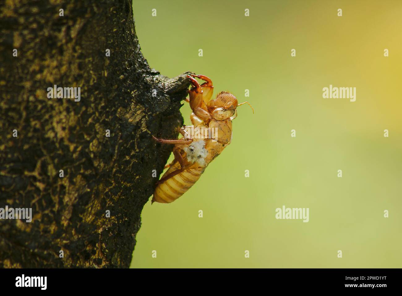 La peau de Cicada sur l'arbre C'est le cycle de ce cycle qu'il a commencé à reproduire, pondre des œufs, esquiver dans le sous-sol. Et est venu mue Banque D'Images