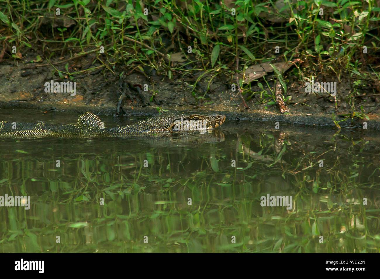 Varanus salvator est un reptile qui vit dans l'eau. Banque D'Images