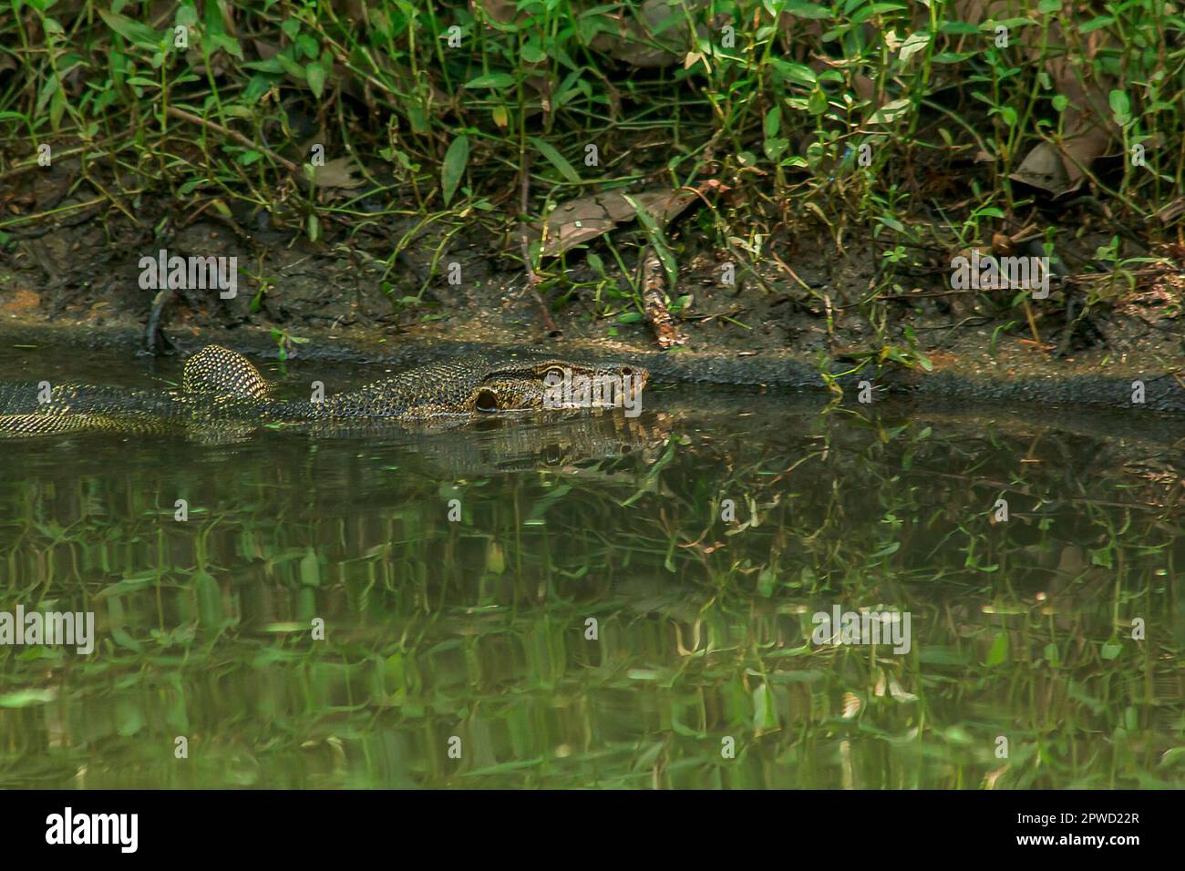 Varanus salvator est un reptile qui vit dans l'eau. Banque D'Images