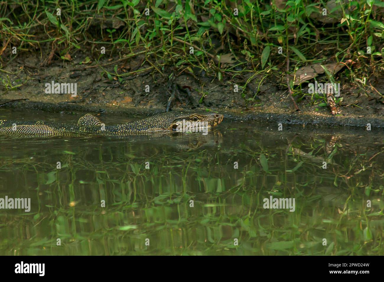 Varanus salvator est un reptile qui vit dans l'eau. Banque D'Images