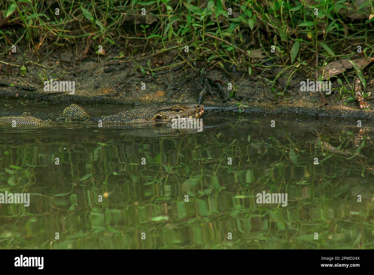 Varanus salvator est un reptile qui vit dans l'eau. Banque D'Images