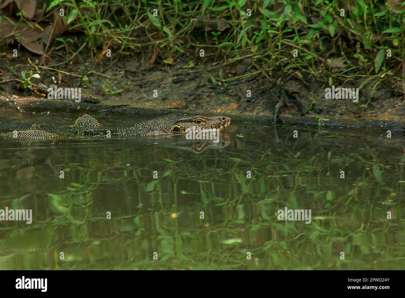 Varanus salvator est un reptile qui vit dans l'eau. Banque D'Images
