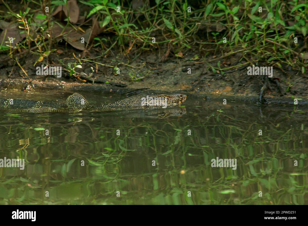 Varanus salvator est un reptile qui vit dans l'eau. Banque D'Images
