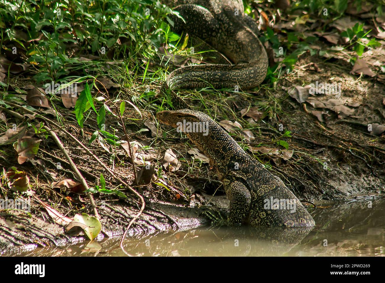 Varanus salvator est un reptile qui vit dans l'eau. Banque D'Images