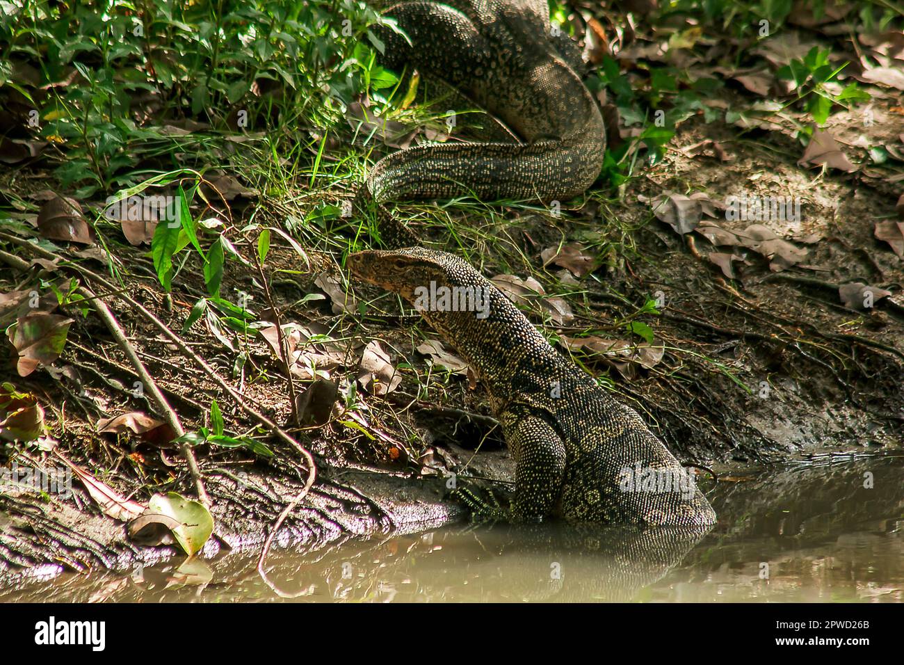 Varanus salvator est un reptile qui vit dans l'eau. Banque D'Images