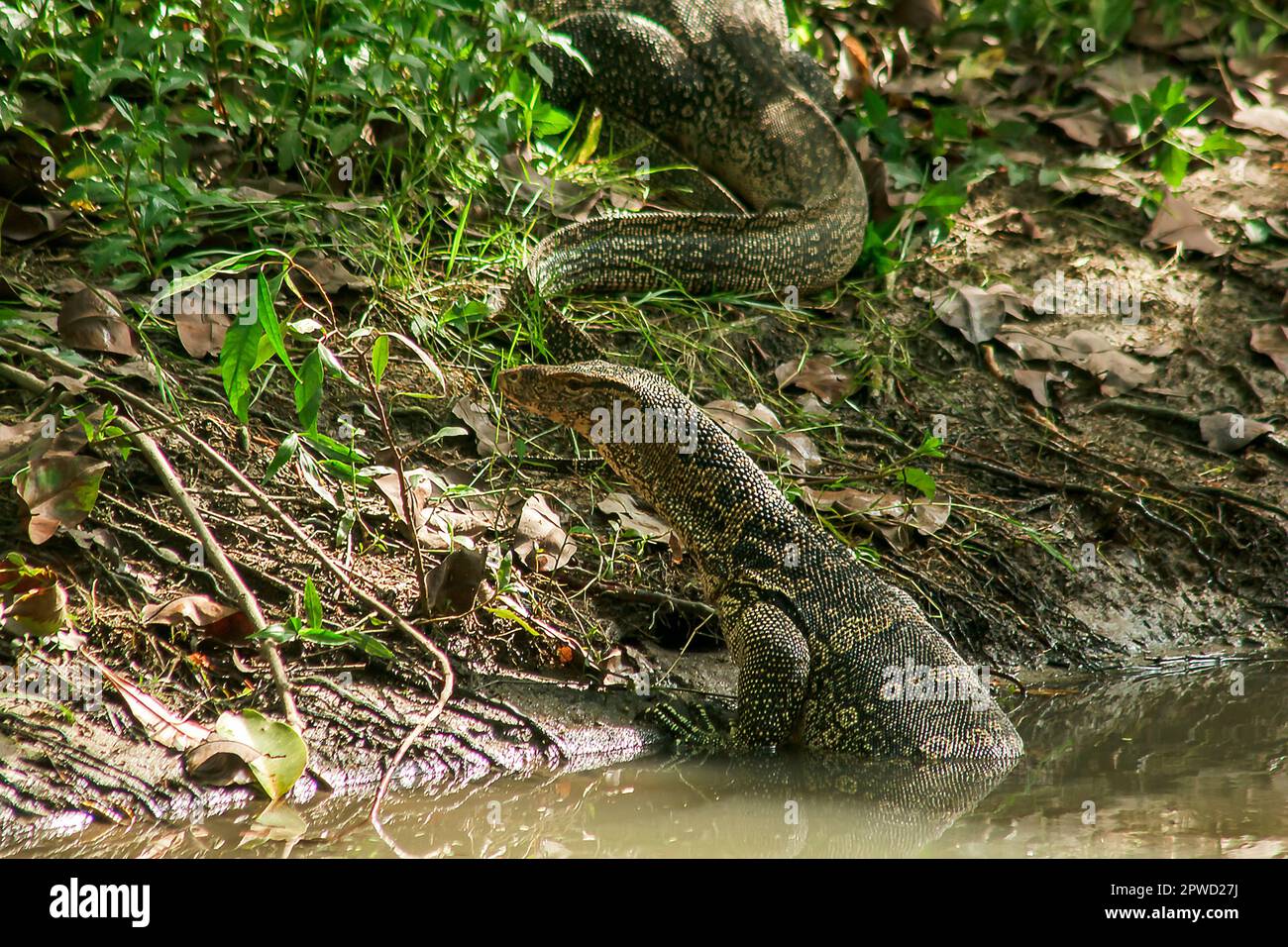 Varanus salvator est un reptile qui vit dans l'eau. Banque D'Images
