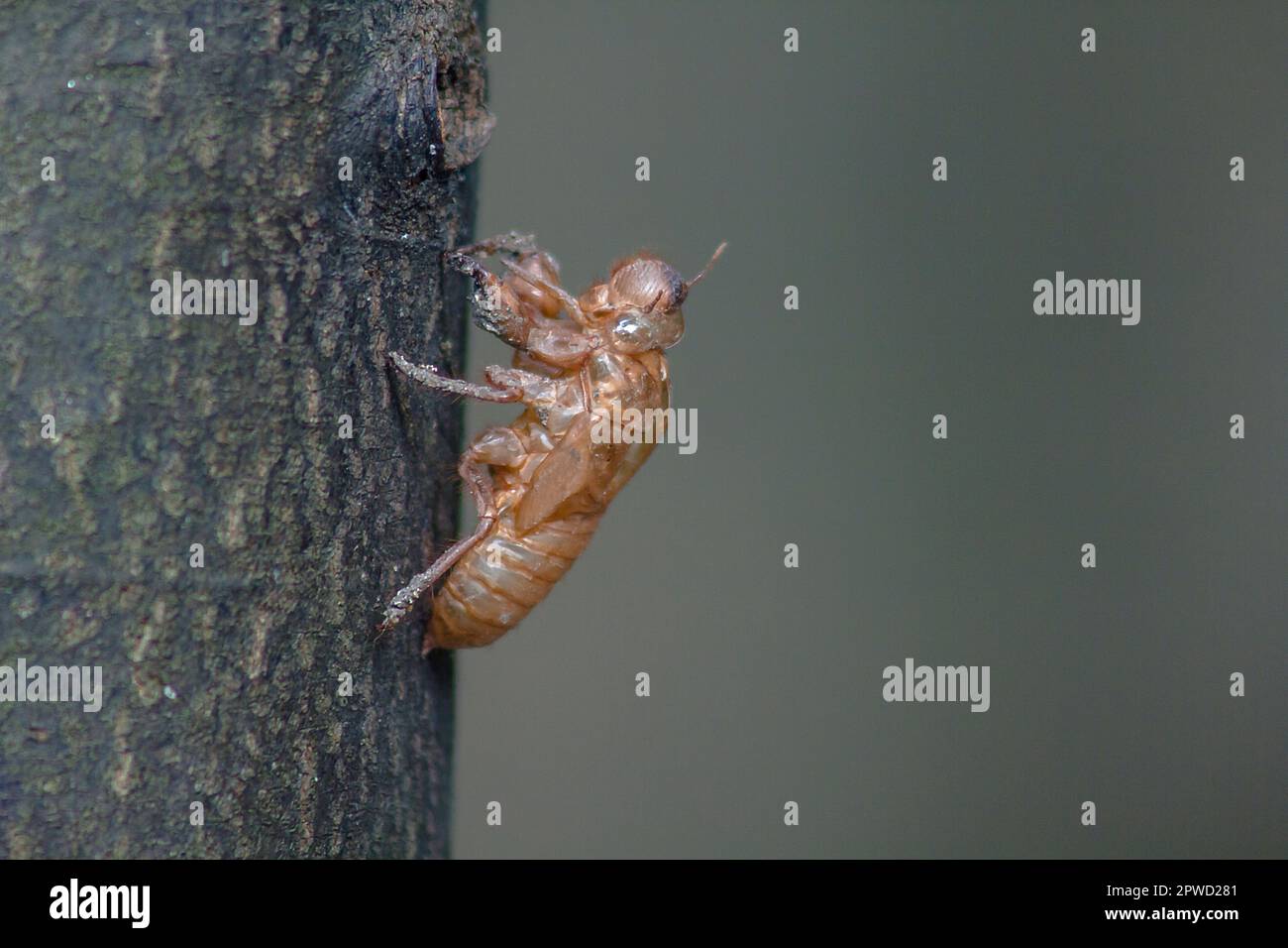 La peau de Cicada sur l'arbre C'est le cycle de ce cycle qu'il a commencé à reproduire, pondre des œufs, esquiver dans le sous-sol. Et est venu mue Banque D'Images