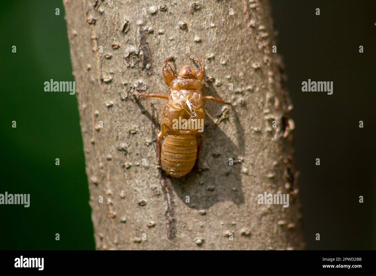 La peau de Cicada sur l'arbre C'est le cycle de ce cycle qu'il a commencé à reproduire, pondre des œufs, esquiver dans le sous-sol. Et est venu mue Banque D'Images
