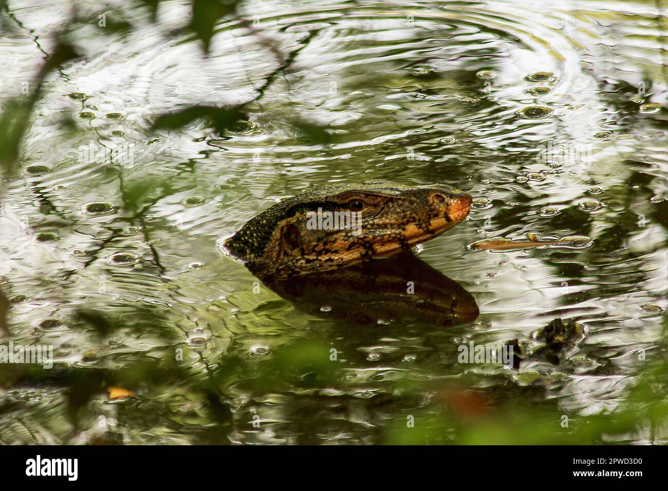 Varanus salvator est un reptile qui vit dans l'eau. Banque D'Images