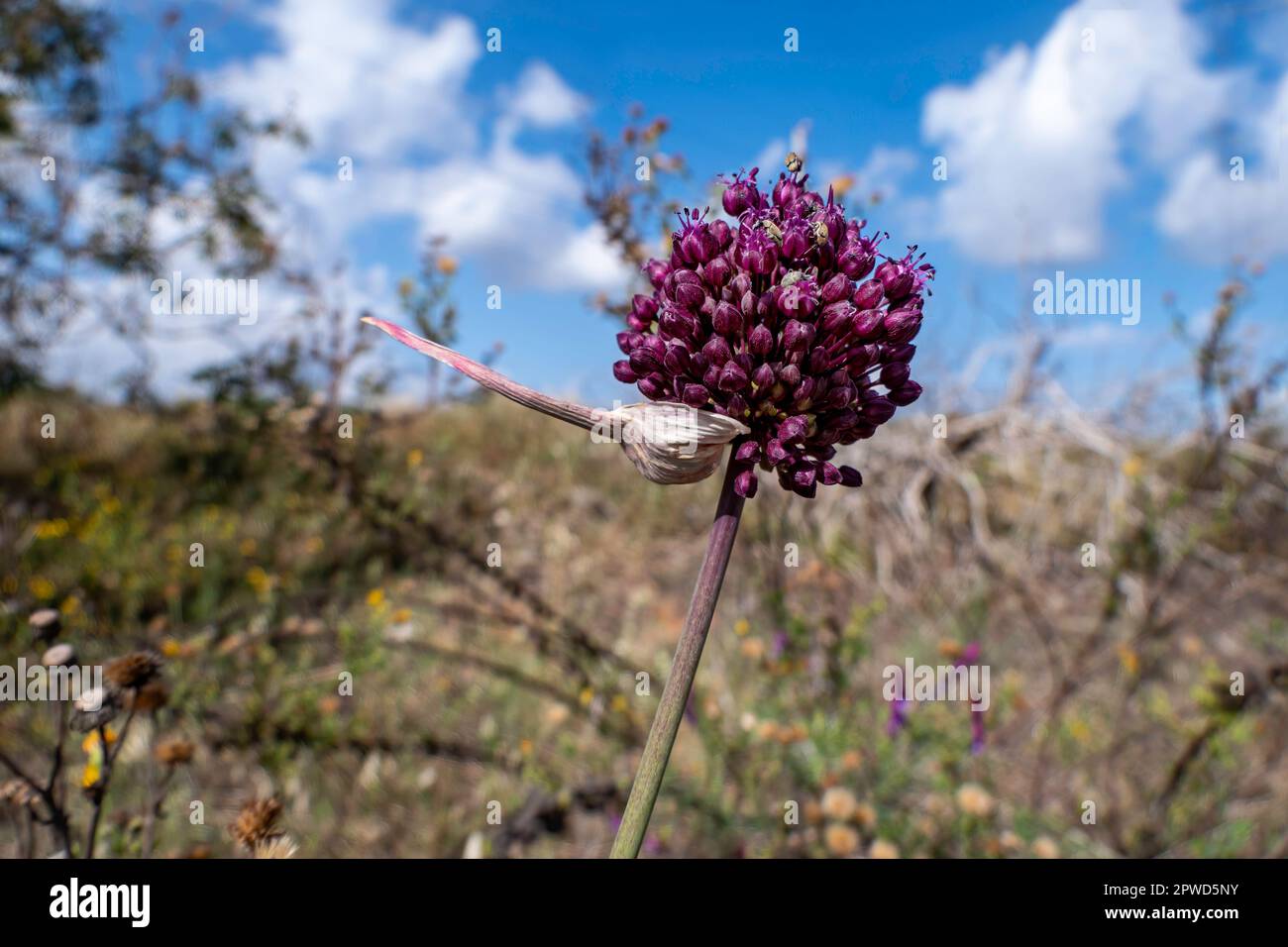 Les fleurs d'Allium ampelloprasum ou de Broadleaf Wild Leek ou Elephant Garlic se rapprochent sur un arrière-plan flou Banque D'Images