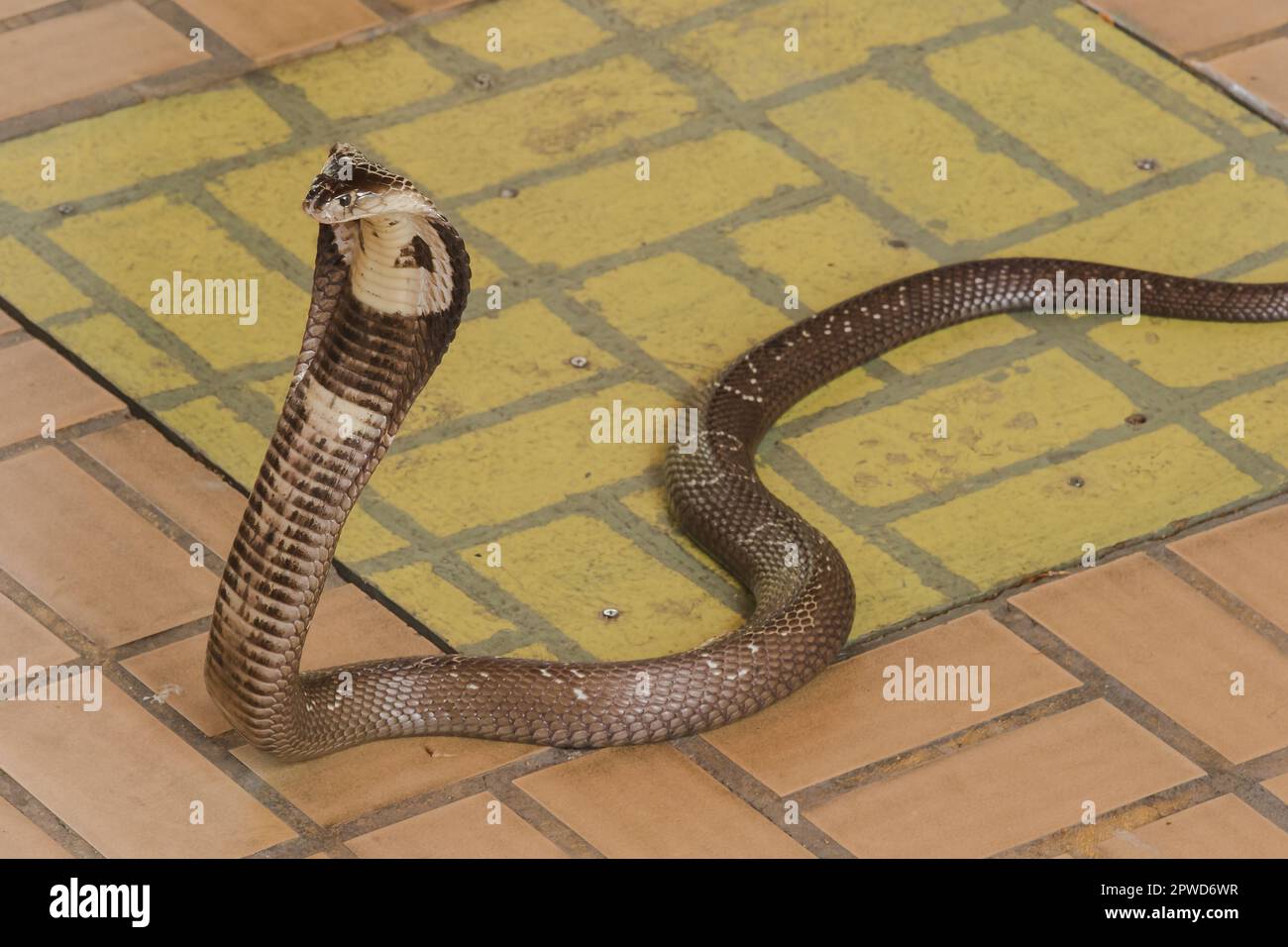 Cobra est sur le plancher est un serpent de taille moyenne il y a un poison sérieux. Banque D'Images