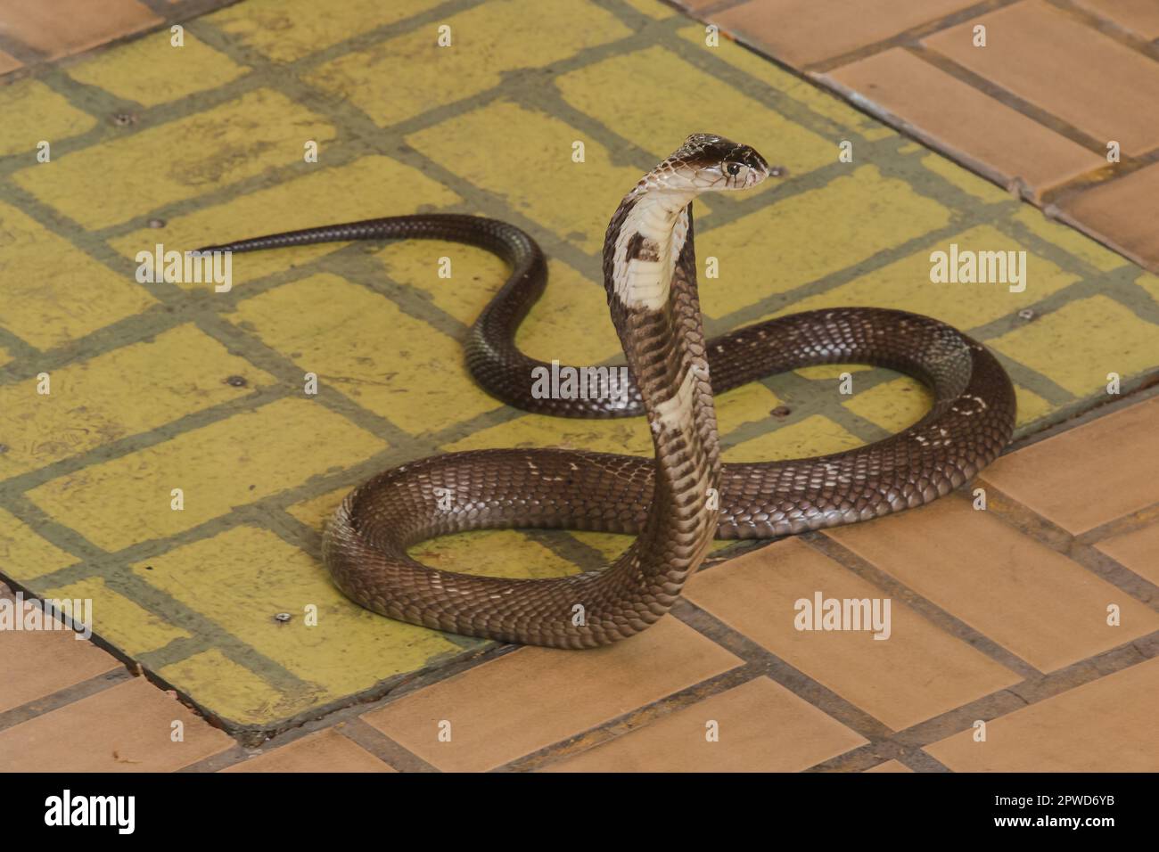 Cobra est sur le plancher est un serpent de taille moyenne il y a un poison sérieux. Banque D'Images