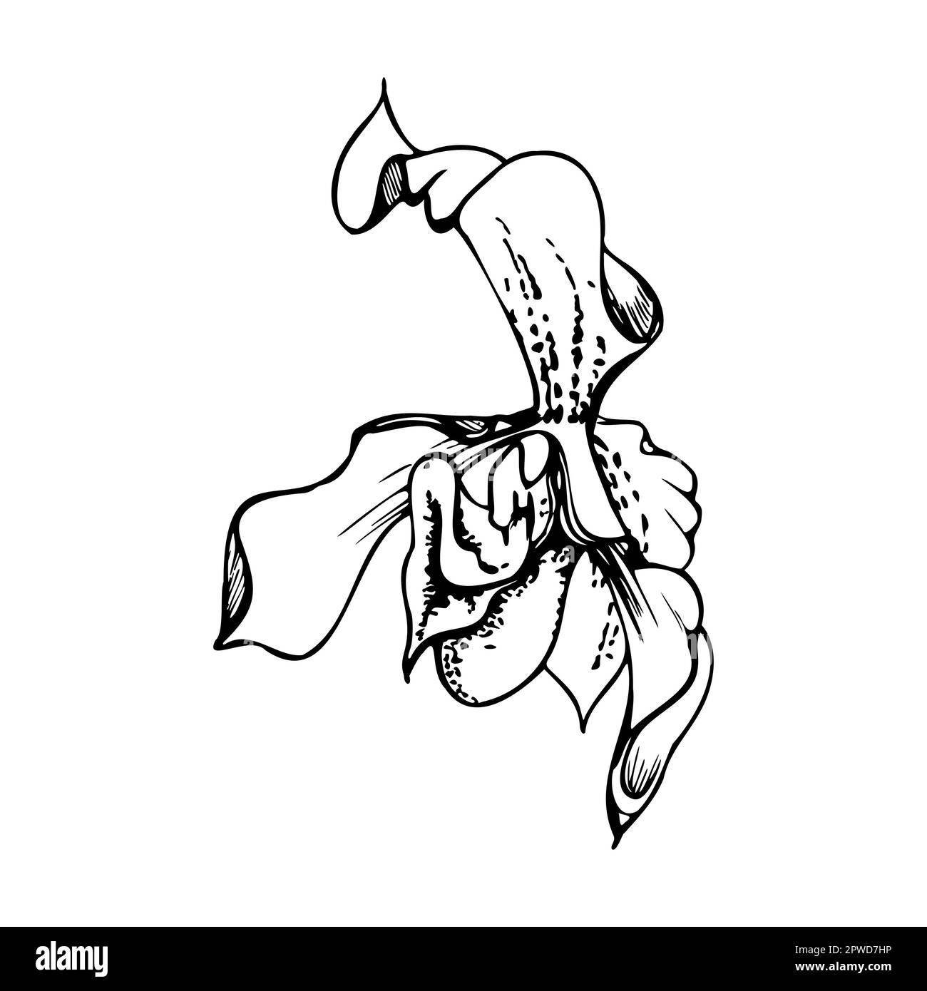Orchidée à encre vectorielle dessinée à la main, monochrome, contour détaillé. Gros plan d'une fleur de la slipper de vénus. Isolé sur fond blanc. Conception pour Illustration de Vecteur