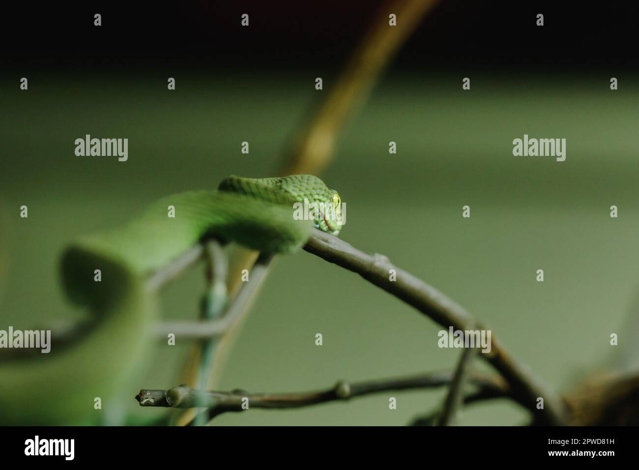 Pitviper à lèvres blanches est un serpent qui recherche l'activité nocturne sur le sol. Vivent souvent dans des arbres Banque D'Images