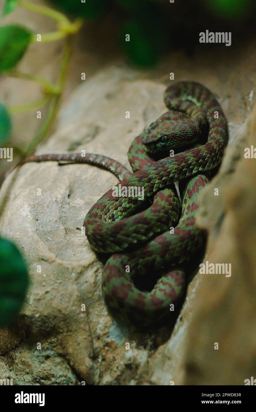 Trimeresurus est un serpent de la famille des vipéridae (serpent), l'espèce nouvellement découverte est phuket pitviper Banque D'Images