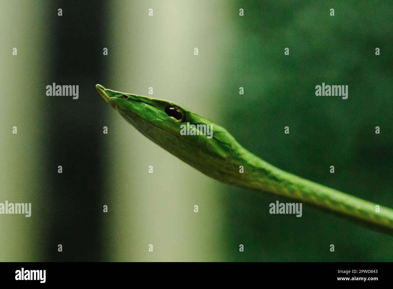 Le serpent à long nez est une sorte de serpent toxique vivant la plus grande partie de la vie de l'arbre Banque D'Images