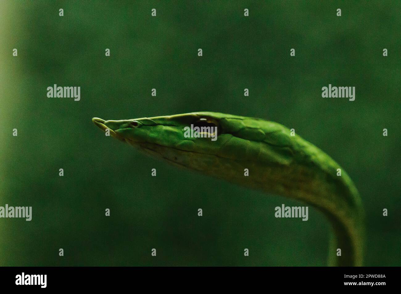 Le serpent à long nez est une sorte de serpent toxique vivant la plus grande partie de la vie de l'arbre Banque D'Images