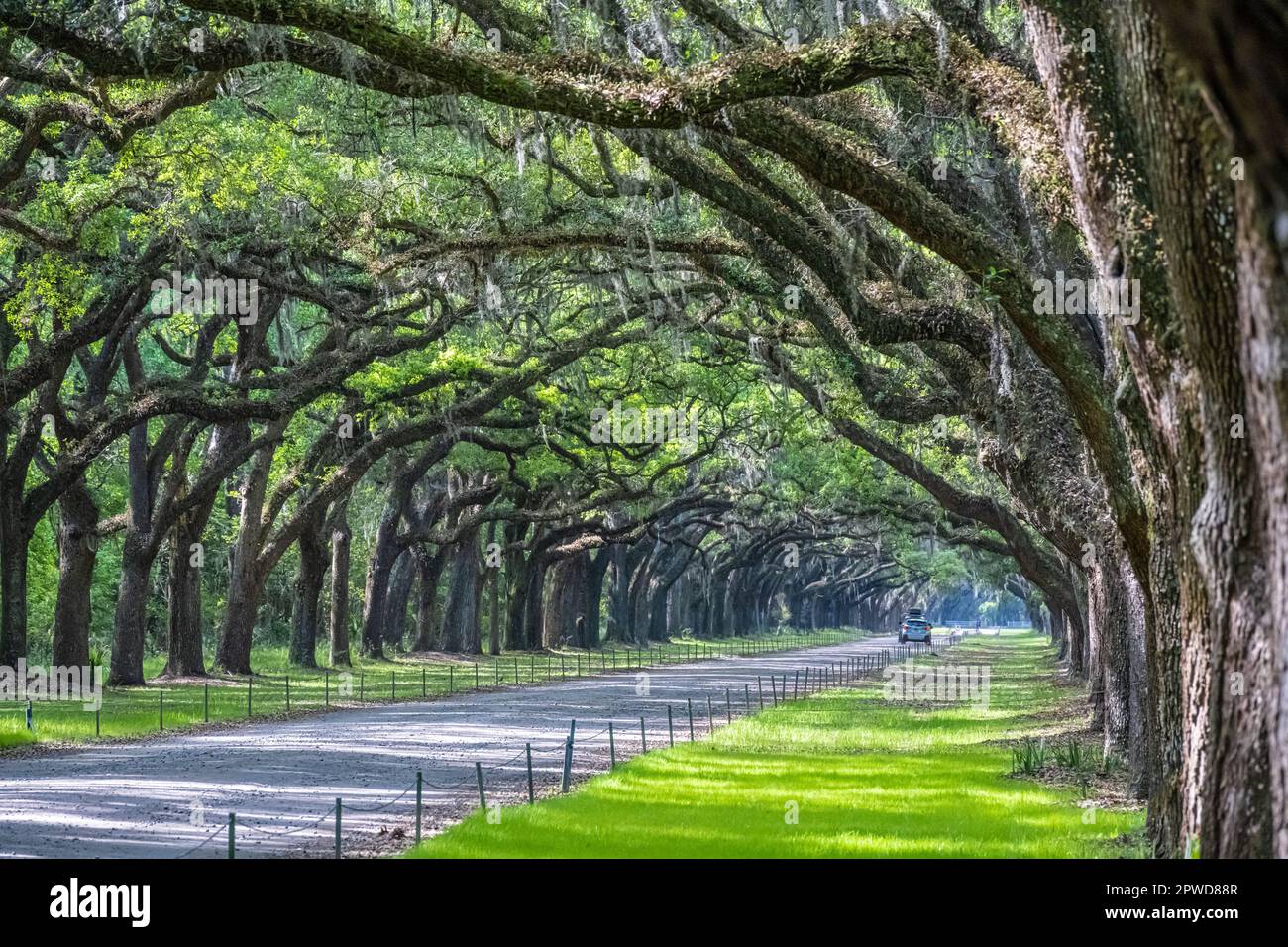 Allée couverte de chênes vivants à la plantation Wormsloe de Savannah, Géorgie. (ÉTATS-UNIS) Banque D'Images