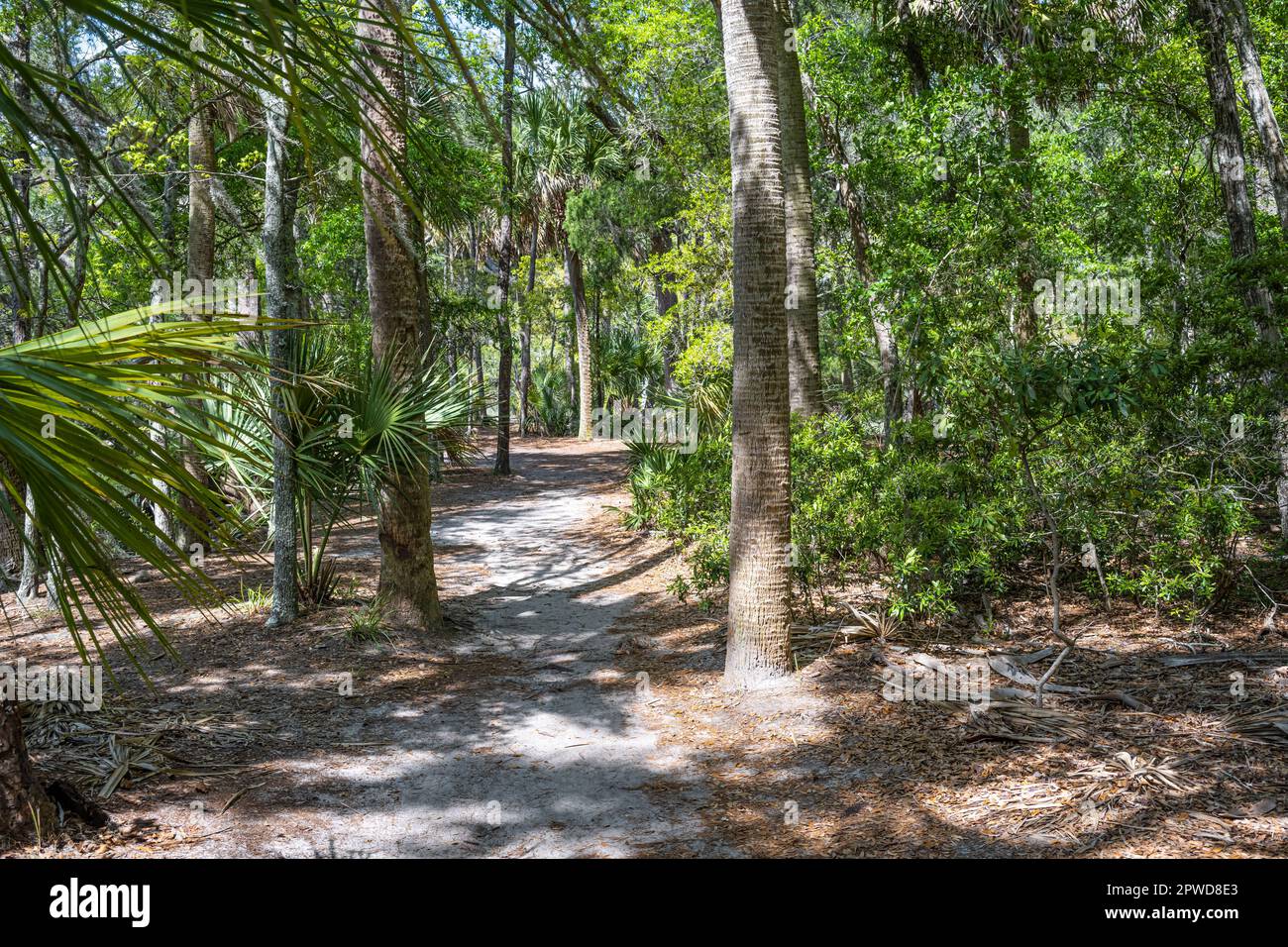 Sentier boisé au site historique de l'État de Wormsloe à Savannah, Géorgie. (ÉTATS-UNIS) Banque D'Images