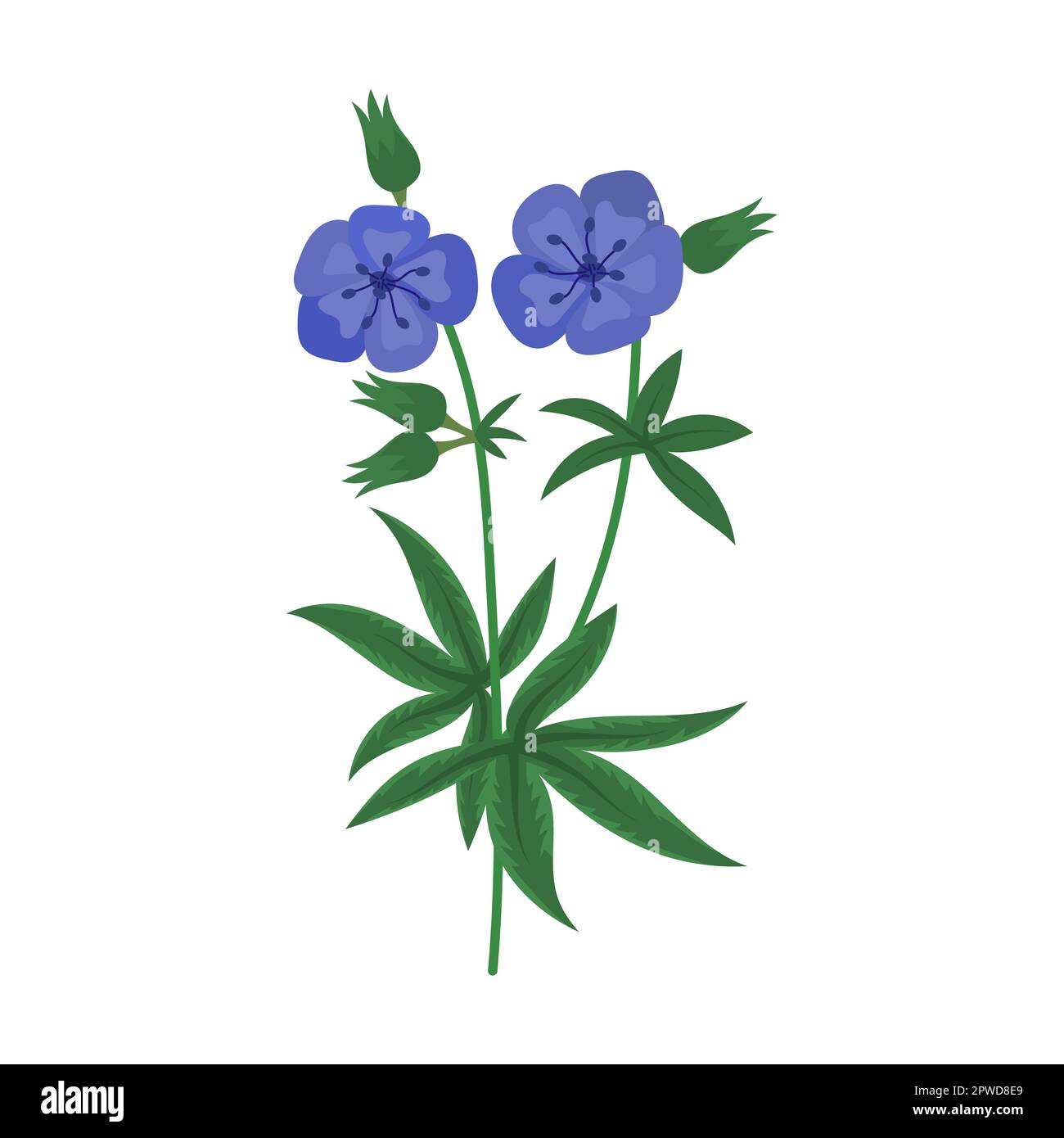Illustration du vecteur de fleur sauvage bleu vif. Fleurs de prairie ou de champ, buttercup jaune et pissenlit, cloches, coquelicots isolés Illustration de Vecteur