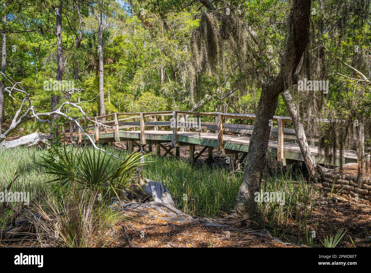 Sentier passerelle au-dessus d'une branche de la marée Jones Narrows au site historique de Wormsloe State à Savannah, Géorgie. (ÉTATS-UNIS) Banque D'Images