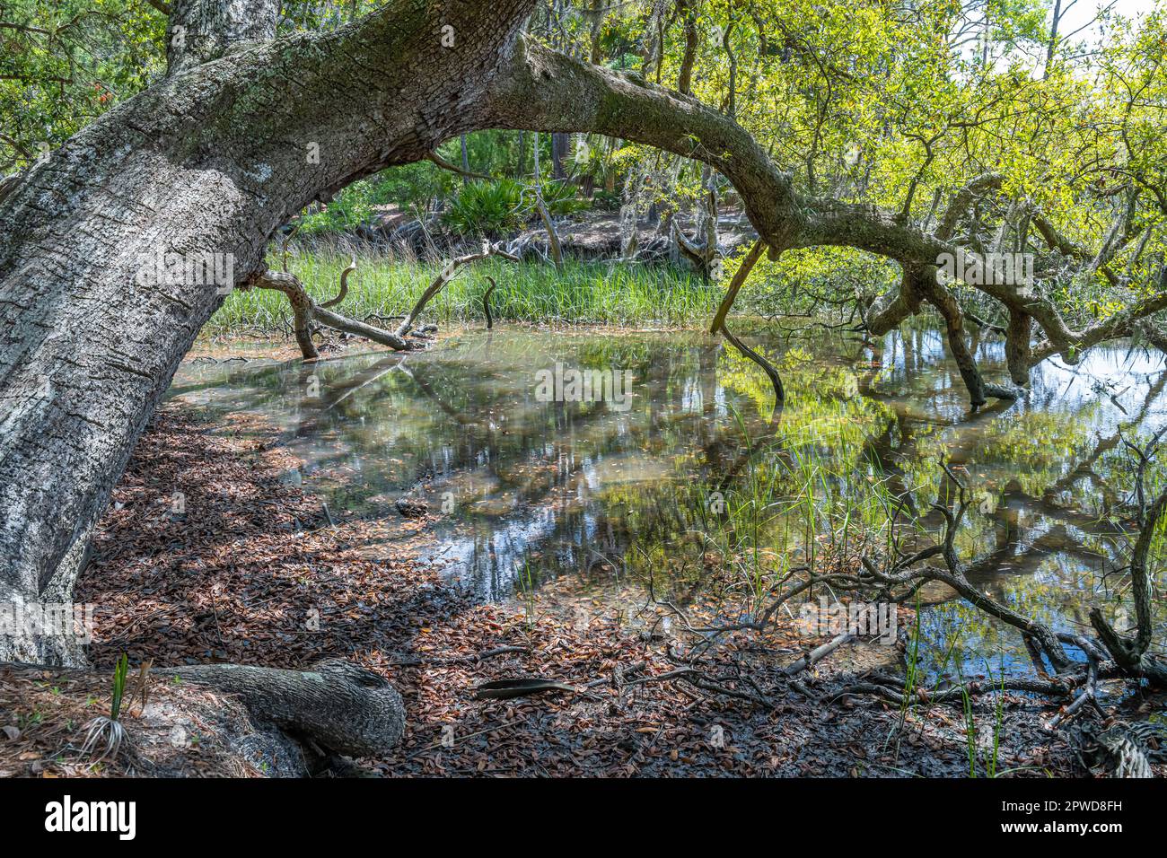 Admirez la région du marais Jones Narrows près du sentier de randonnée du site historique de l'État de Wormsloe à Savannah, en Géorgie. (ÉTATS-UNIS) Banque D'Images