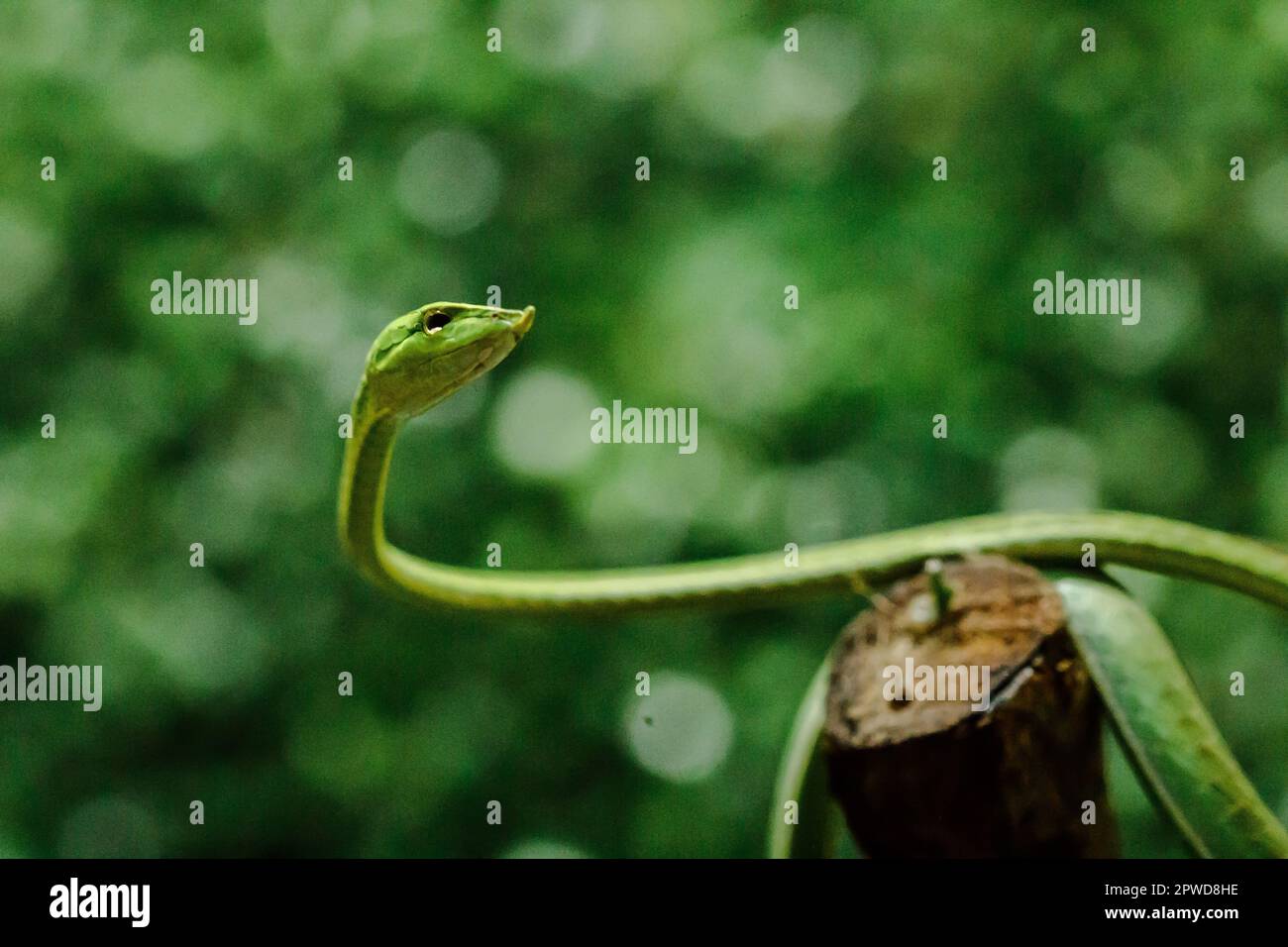 Le serpent à long nez est une sorte de serpent toxique vivant la plus grande partie de la vie de l'arbre Banque D'Images