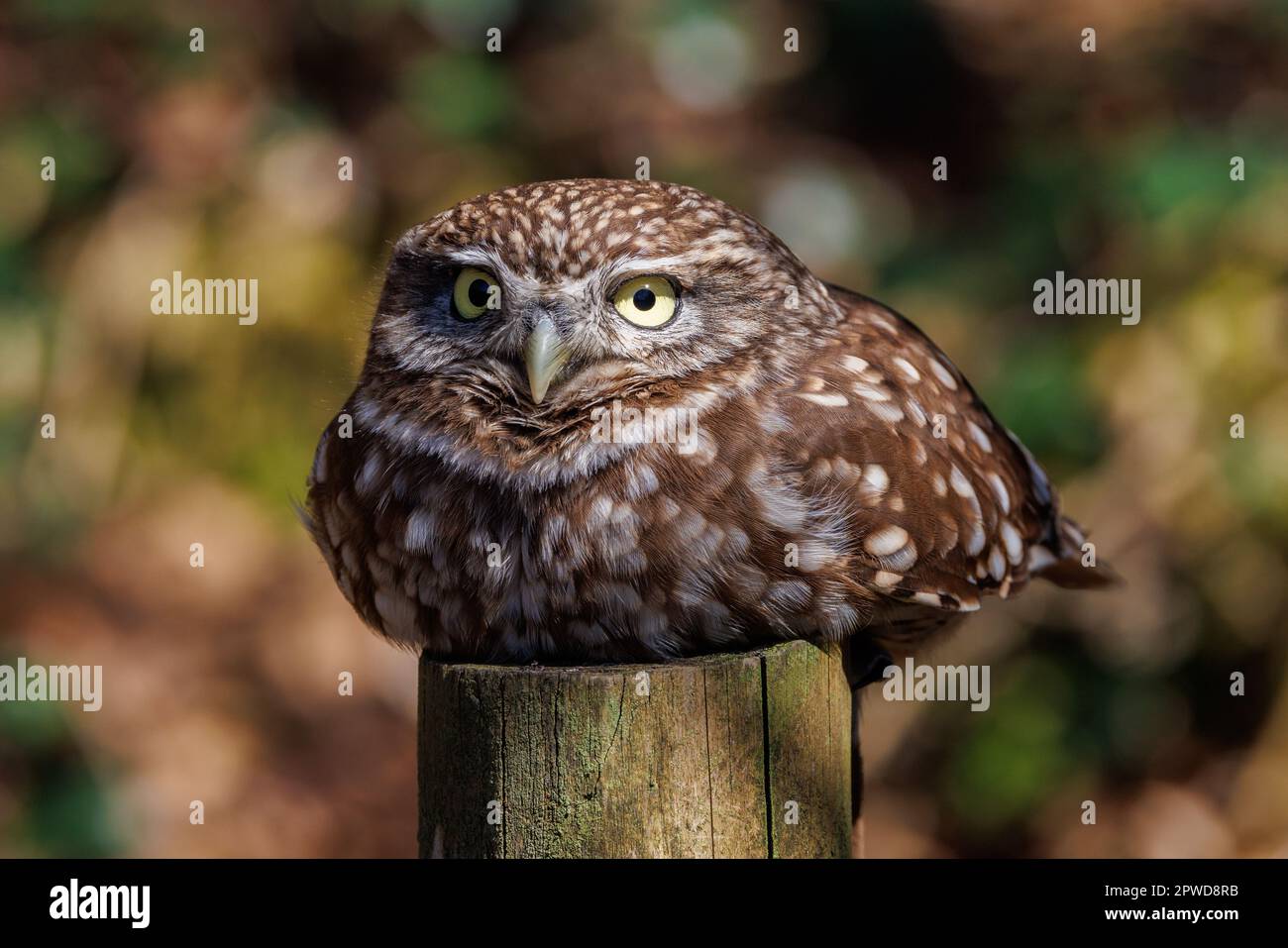 Little Owl [ Athene noctua ] des oiseaux captifs qui s'écraseront sur le poteau de clôture Banque D'Images