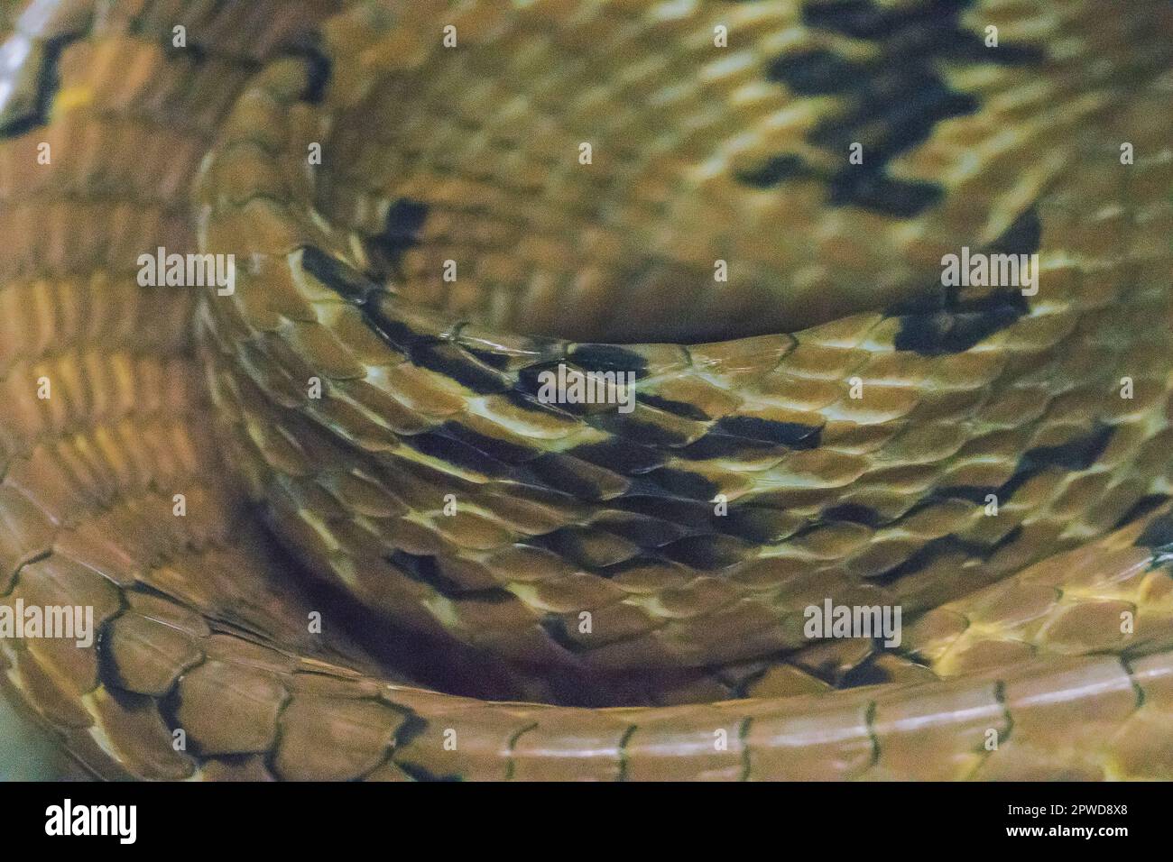 La peau du serpent à dents de chien est brun jaunâtre. Brun orange ou brun rougeâtre Banque D'Images