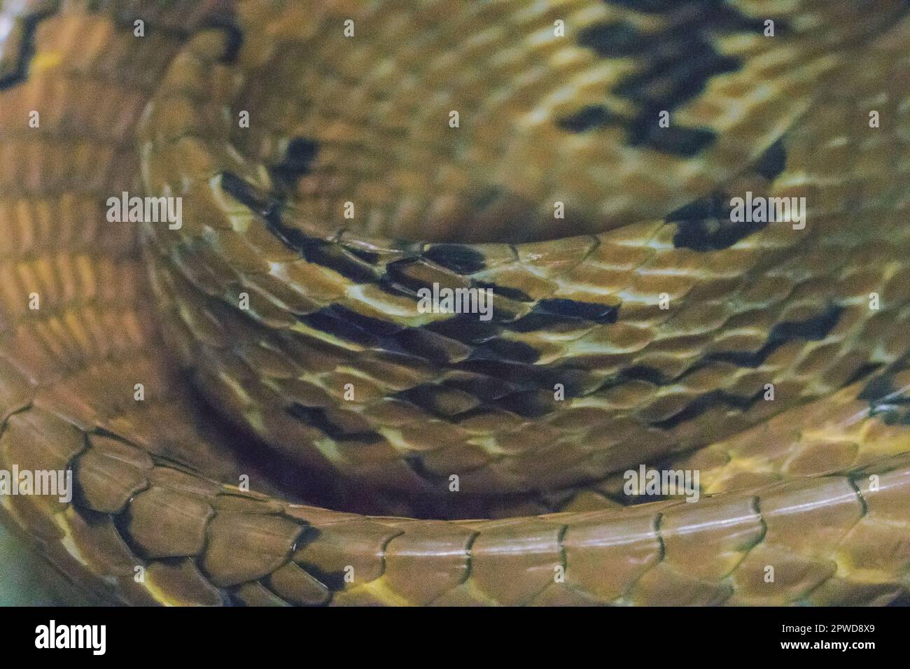 La peau du serpent à dents de chien est brun jaunâtre. Brun orange ou brun rougeâtre Banque D'Images