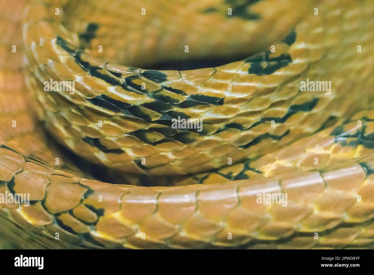 La peau du serpent à dents de chien est brun jaunâtre. Brun orange ou brun rougeâtre Banque D'Images