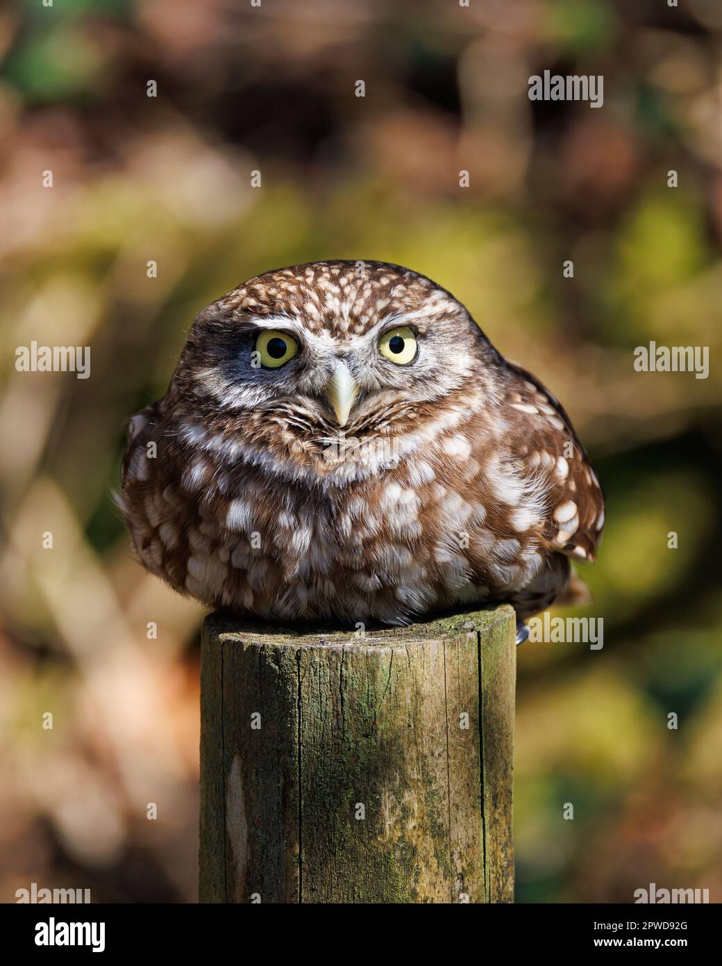 Little Owl [ Athene noctua ] des oiseaux captifs qui s'écraseront sur le poteau de clôture Banque D'Images