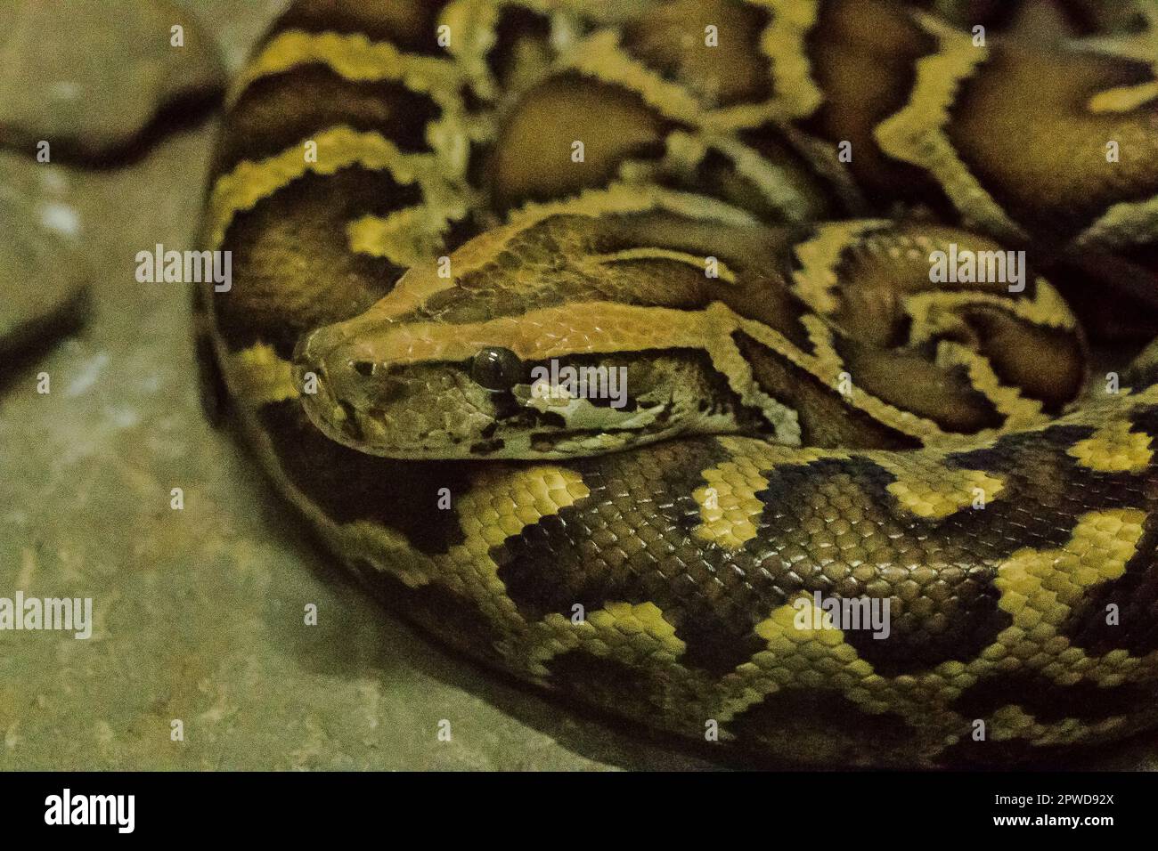 Python bivittatus est un grand serpent toxique, l'un des six plus grands serpents du monde. Banque D'Images