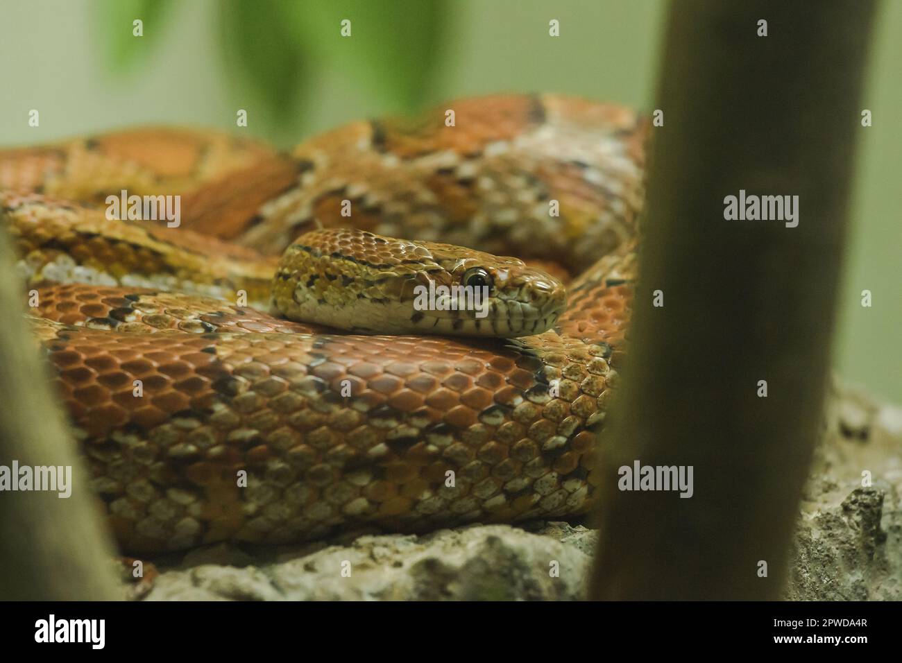 Serpent sur le rocher Banque de photographies et d’images à haute — free download