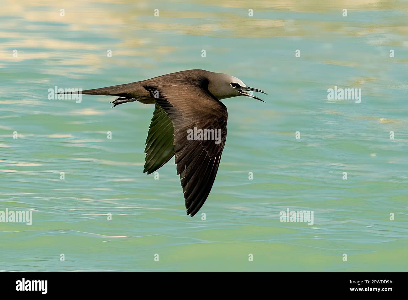 Common Noddy, Anous stolidus aux îles de Lacepede, Kimberley Coast, Australie occidentale Banque D'Images