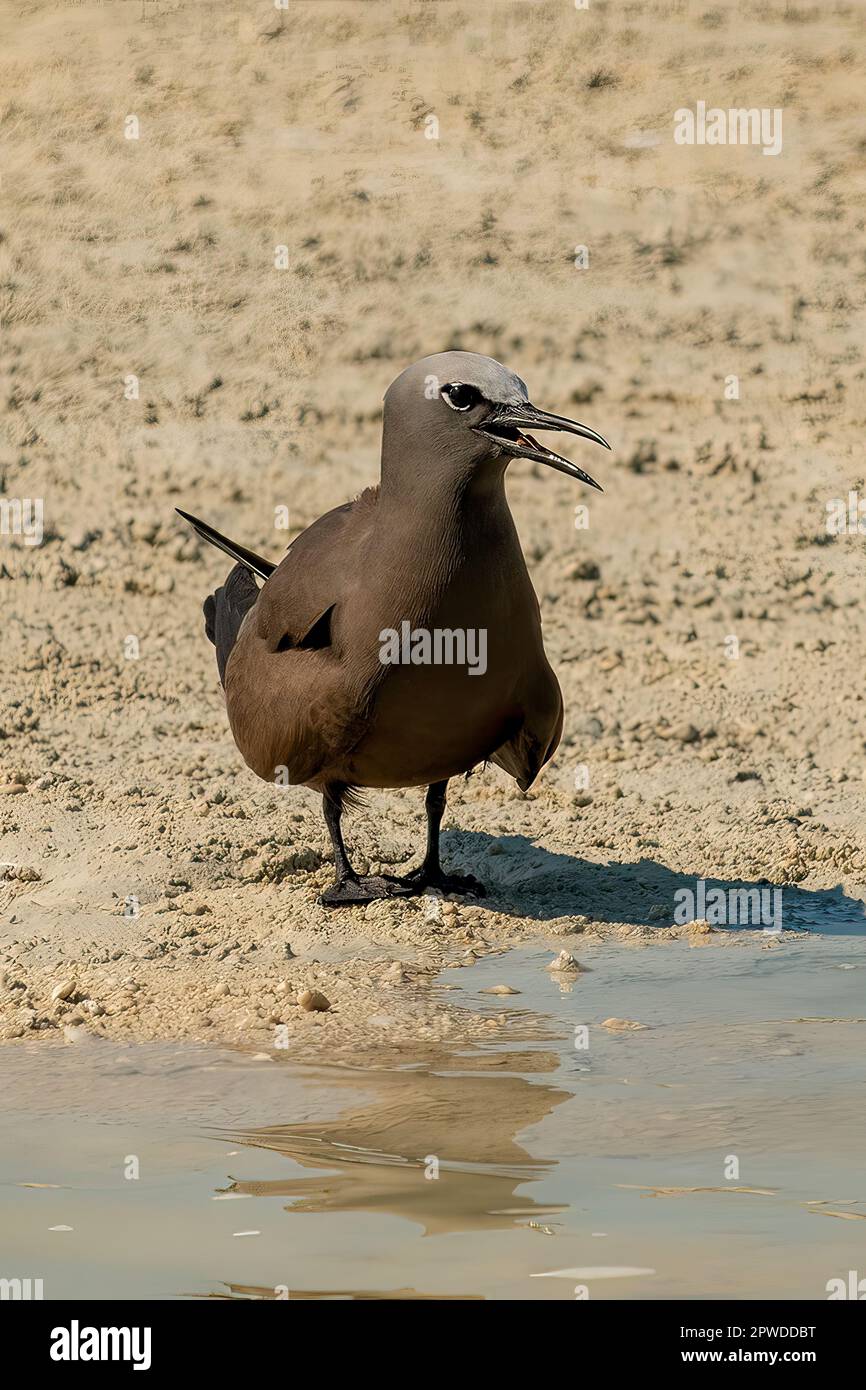 Common Noddy, Anous stolidus aux îles de Lacepede, Kimberley Coast, Australie occidentale Banque D'Images