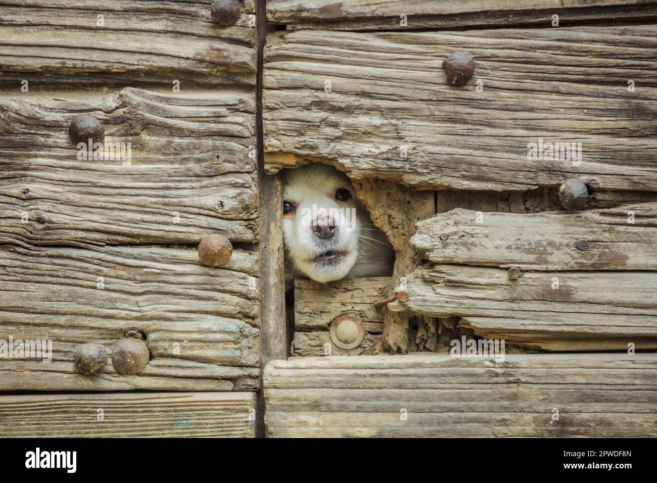 Joli chien blanc regardant l'appareil photo à travers une fissure dans une vieille porte en bois cassée Banque D'Images