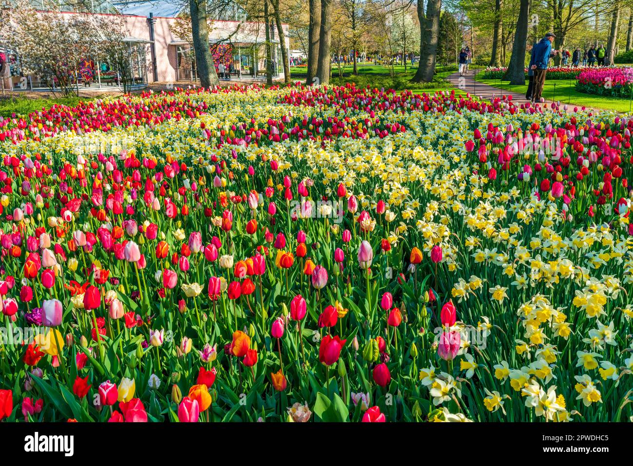 LISSE, HOLLANDE - 19 AVRIL 2023 : les visiteurs apprécient les tulipes en fleurs dans le parc de Keukenhof, l'un des plus grands jardins de fleurs du monde populaire auprès des touristes Banque D'Images