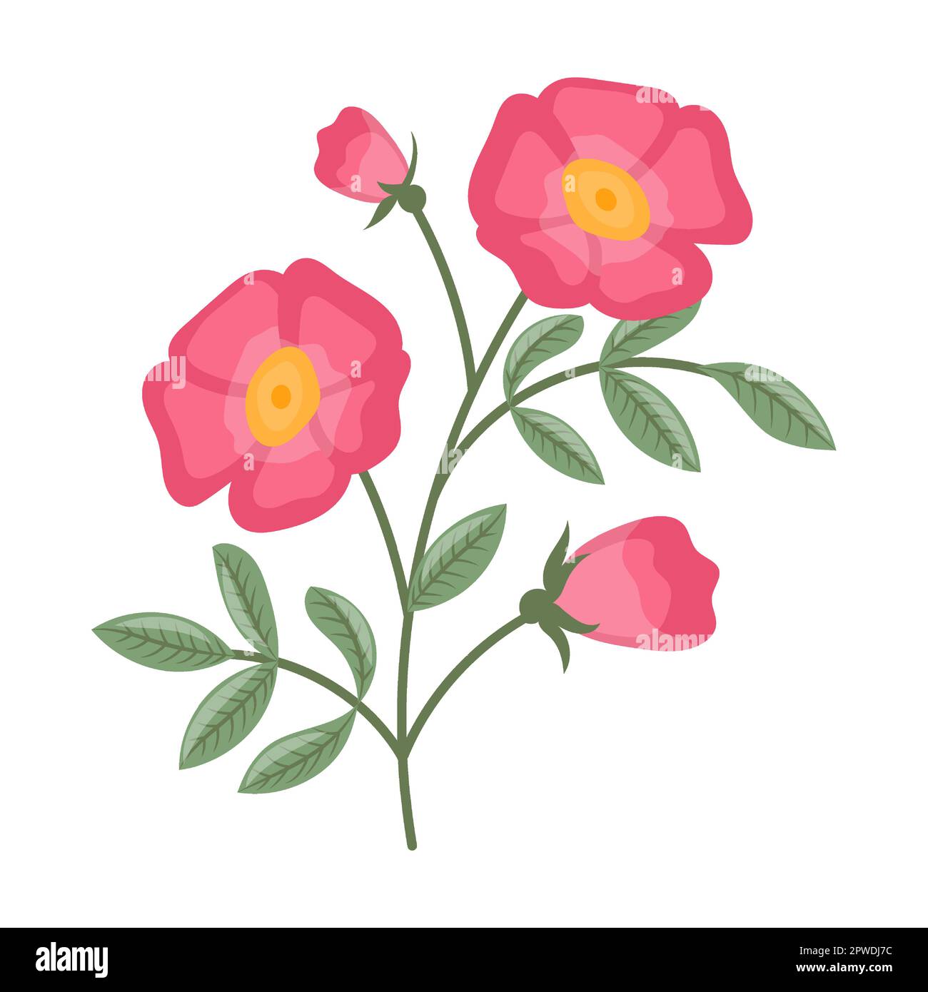 Rose rosehip Wild fleur vector illustration. Fleurs de prairie ou de champ, buttercup jaune et pissenlit, cloches, coquelicots isolés Illustration de Vecteur