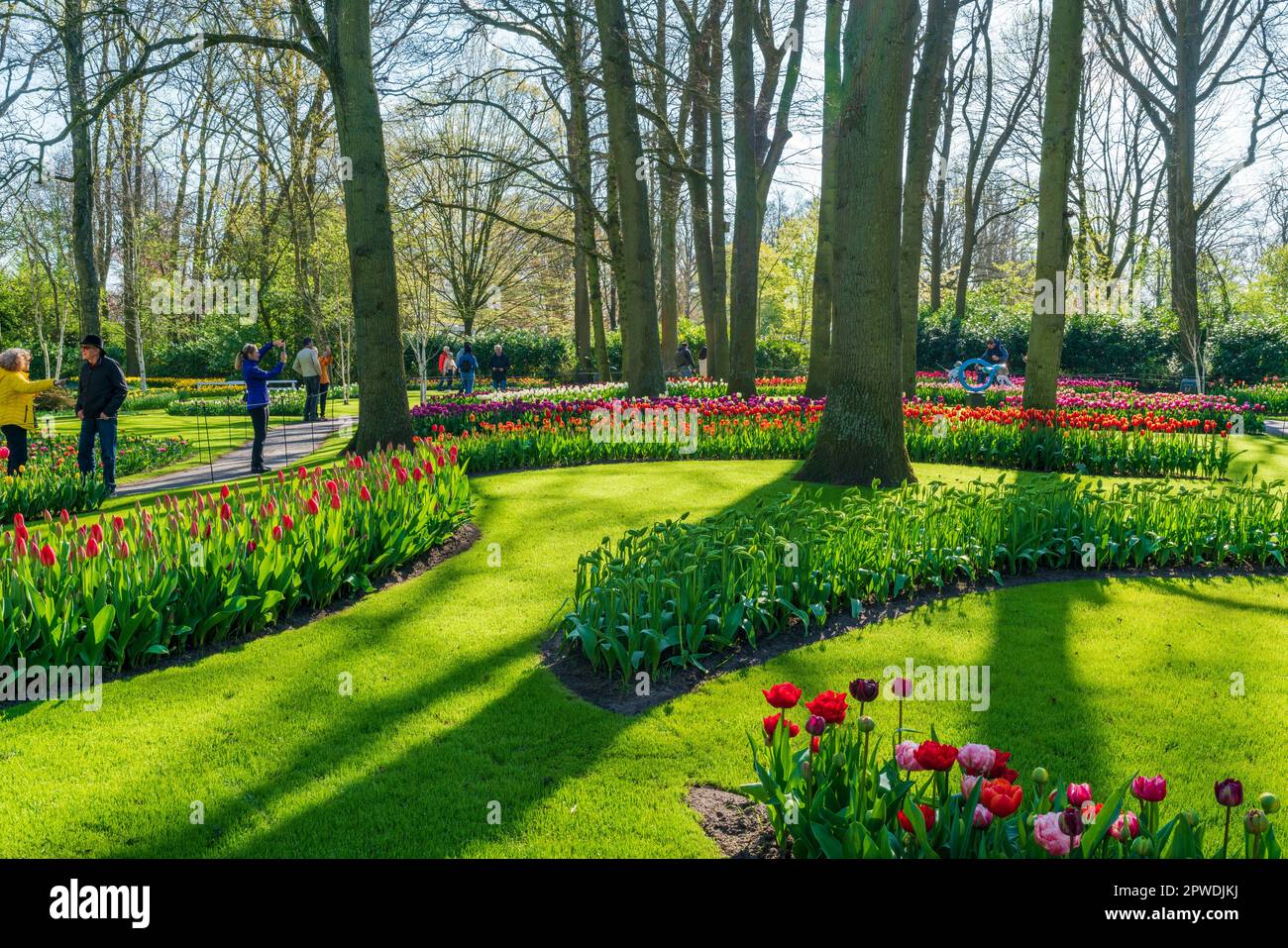 LISSE, HOLLANDE - 19 AVRIL 2023 : tulipes fleuries dans le parc de Keukenhof, l'un des plus grands jardins fleuris du monde et une attraction touristique populaire Banque D'Images