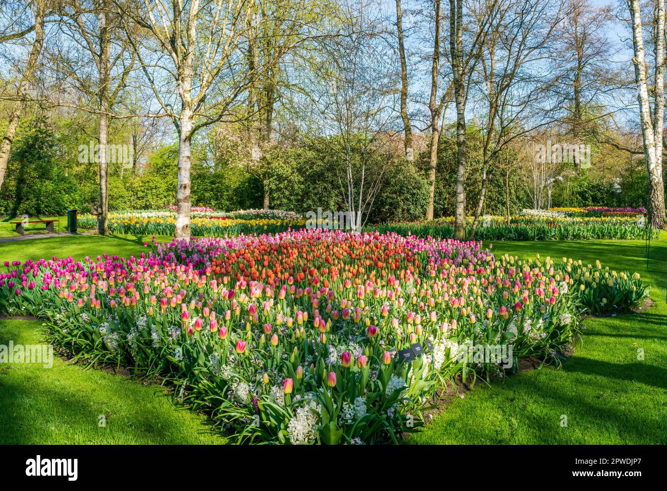 Magnifique jardin de Keukenhof avec tulipes fleuris, Hollande Banque D'Images
