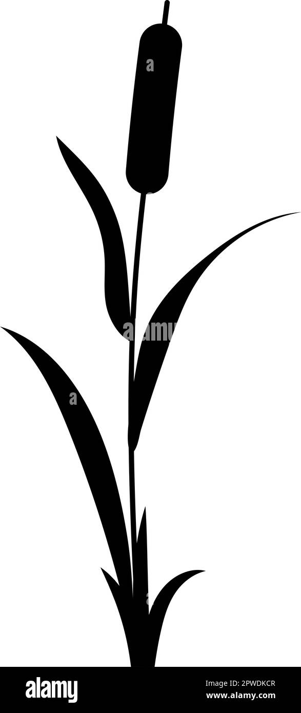 Icône de vecteur de plante d'herbe d'eau Reed isolée sur fond blanc. Illustration de Vecteur