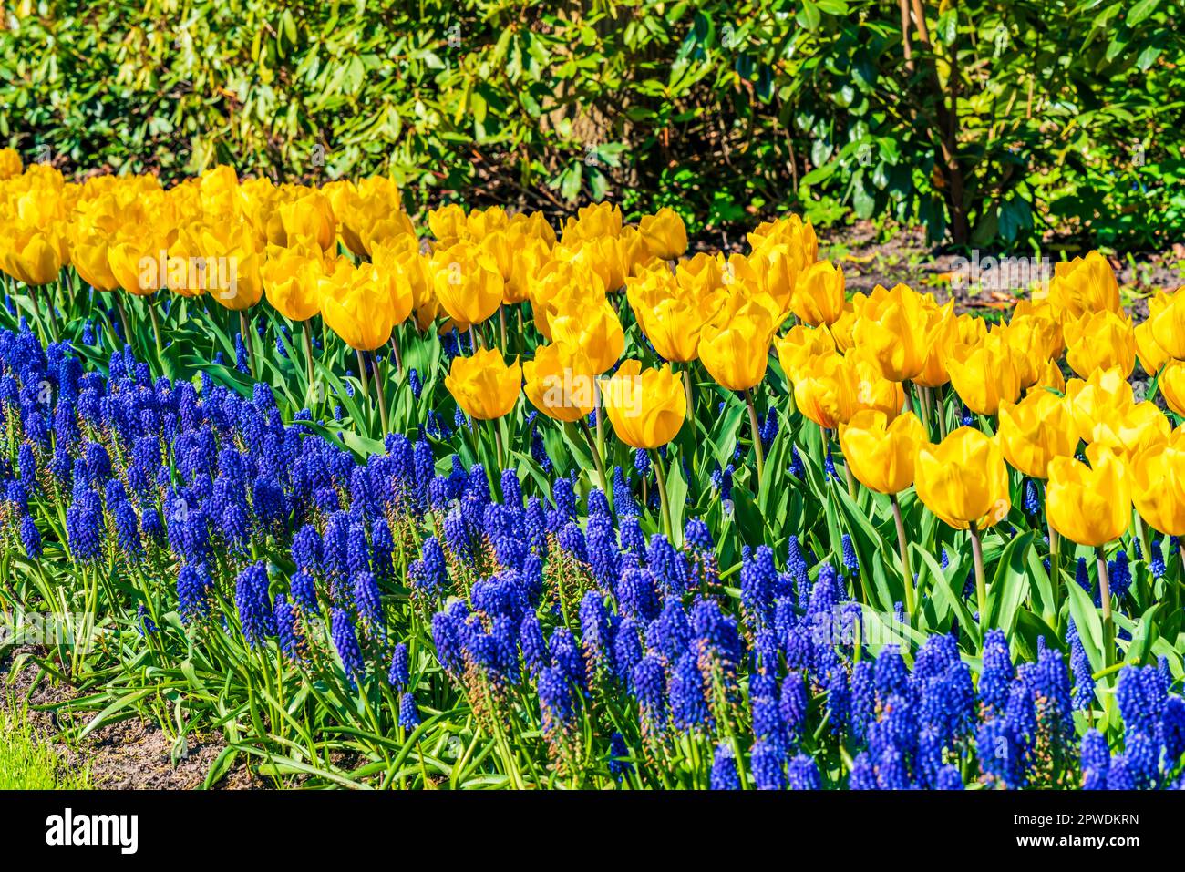 Magnifiques tulipes fleuris dans le jardin de Keukenhof en Hollande. Mise au point sélective Banque D'Images
