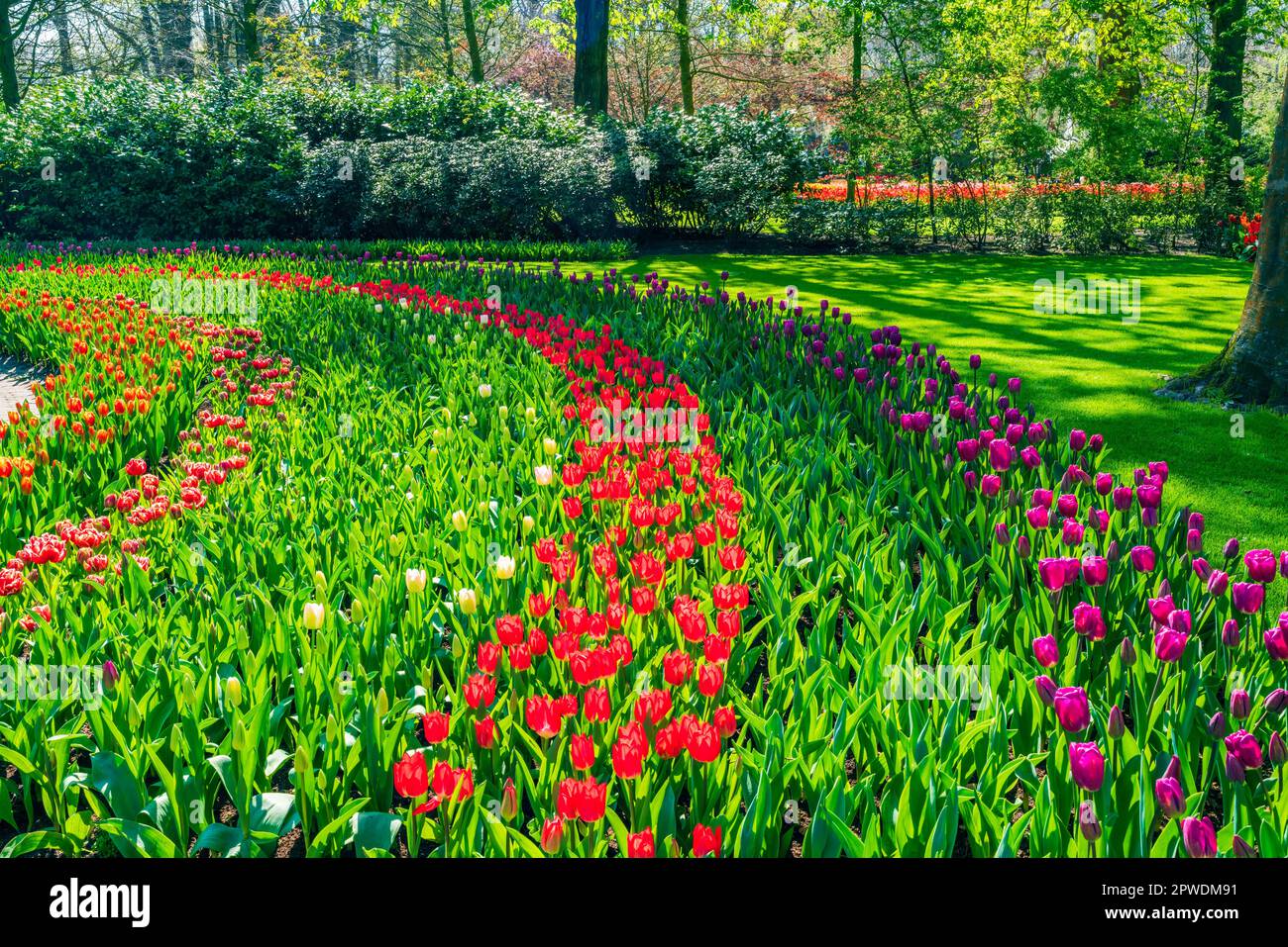Magnifique jardin de Keukenhof avec tulipes fleuris, Hollande Banque D'Images